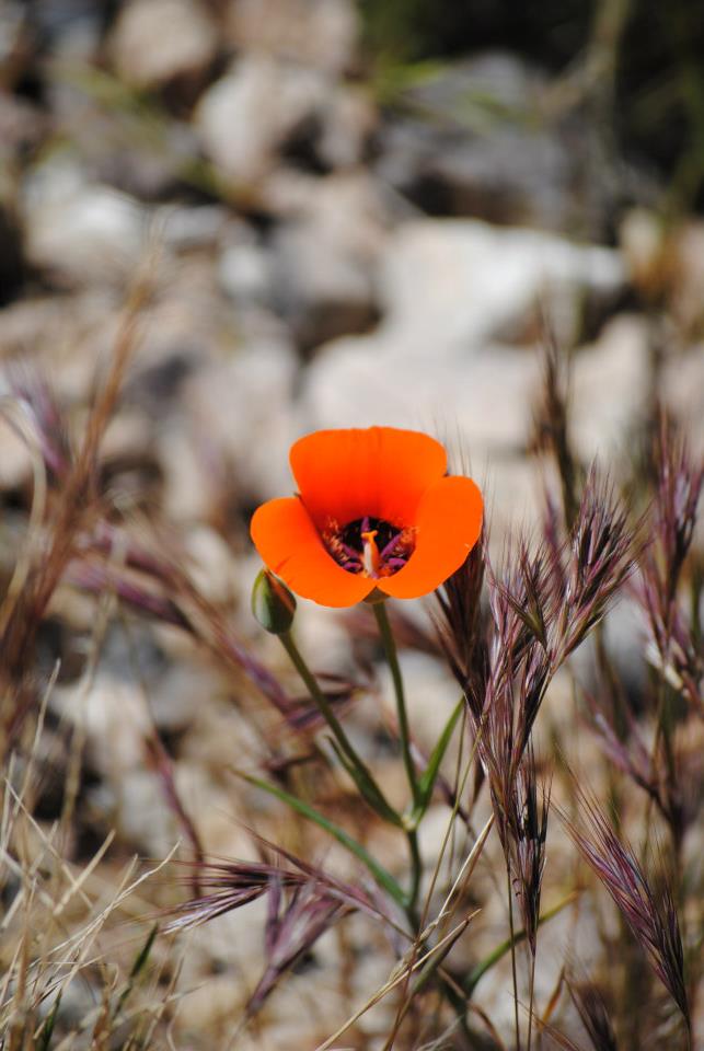 Orange Poppy